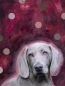Preview: Weimaraner