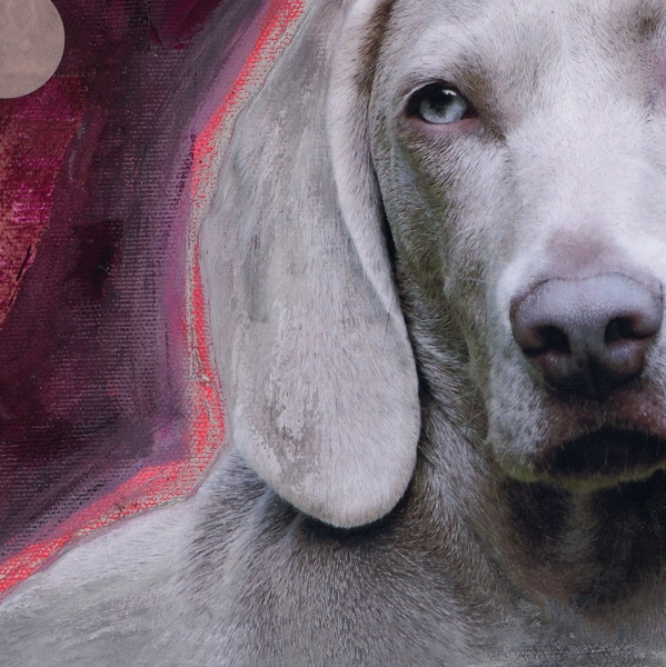 Preview: Detailansicht Weimaraner