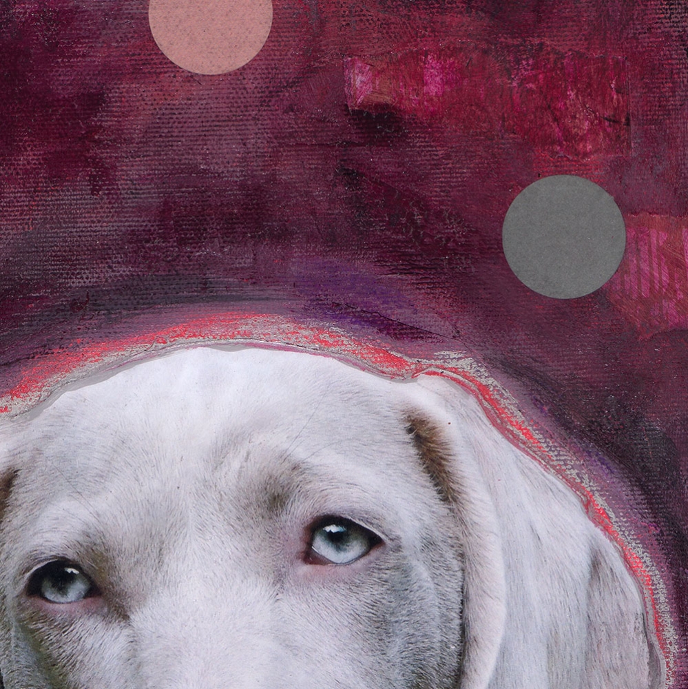 Detailansicht Weimaraner